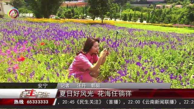 夏日好风光 花海任徜徉