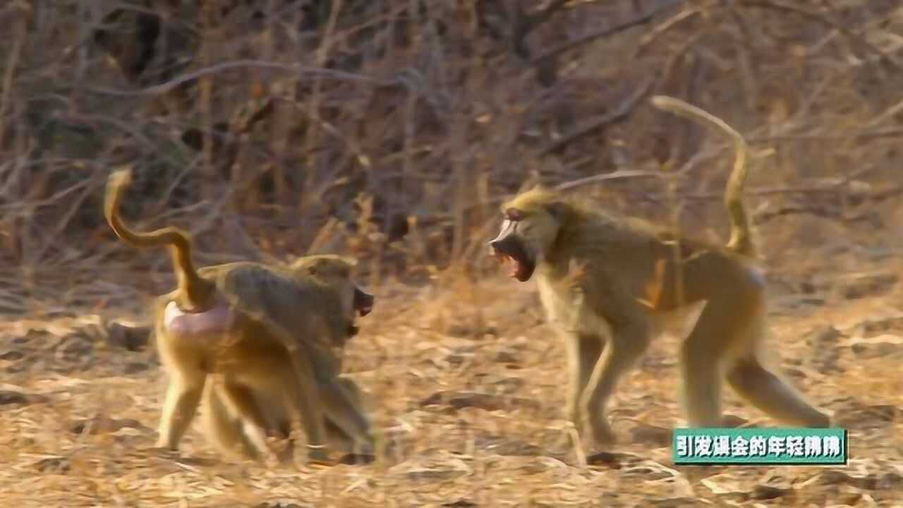 冒失狒狒误闯长尾黑颚猴领地险些酿祸端!交朋友也要有策略!