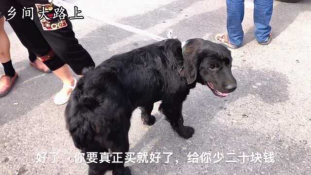 狗市纯黑狗价格卖的真贵,看这样狗头就值200块,大哥要600贵吗