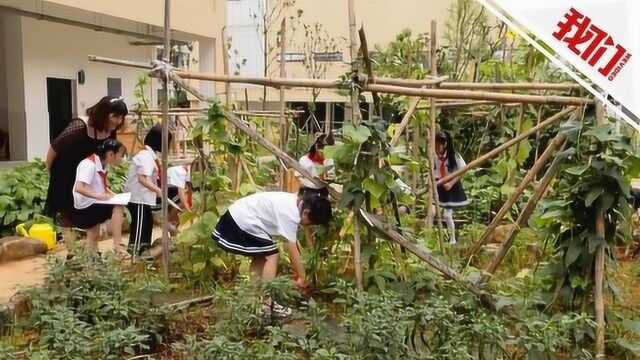 校园版“开心农场”!小学生劳动课照顾菜园 种菜收获后可直接卖给食堂