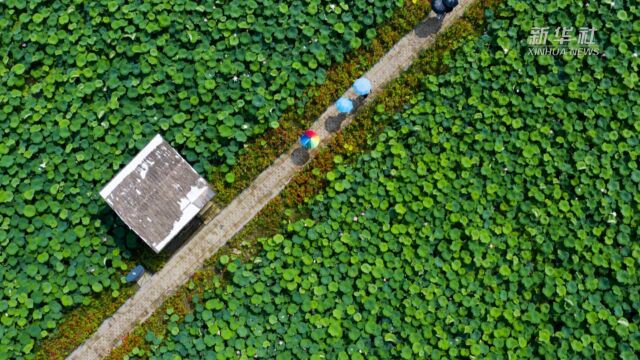 (走向我们的小康生活)美丽荷塘助力乡村“美丽经济”