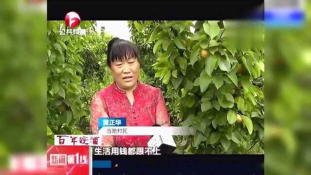 长丰:发展休闲农业综合体 助力乡村振兴