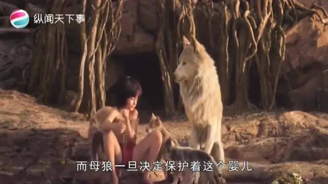 为什么母狼不伤害人类婴儿,而是当作自己的孩子养大?看完涨知识