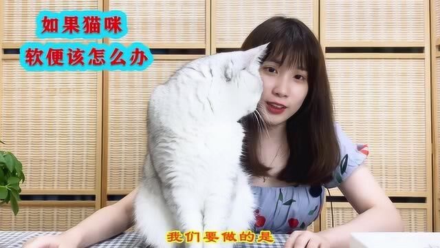 如果猫咪软便该怎么办?掌握这些知识点,新手猫奴也能做到不慌张