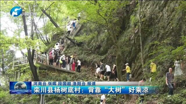 栾川县杨树底村:背靠“大树”好乘凉