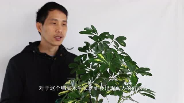 鸭脚木净化空气一级棒,养护简单,四季常青