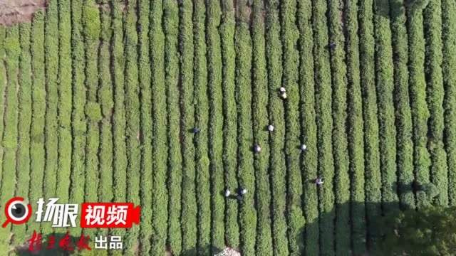 “天目湖白茶”入选江苏省首批特色农产品优势区