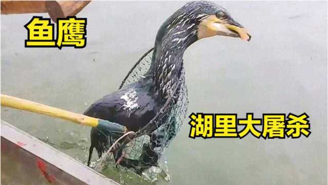 小哥养了几只捕鱼能手,每天捕到几十斤大鱼,大家羡慕死了