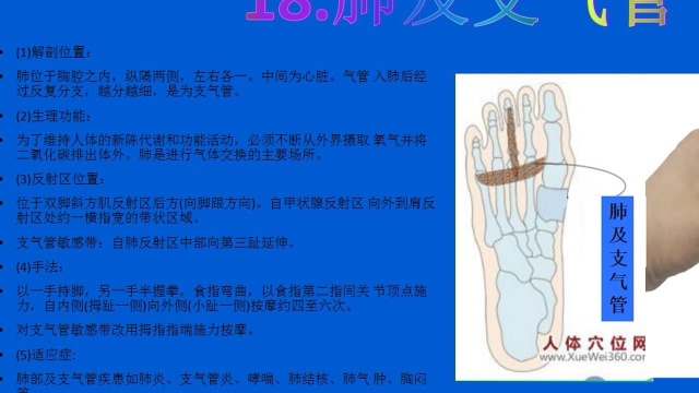 足部反射学(18)肺及支气管反射区定位