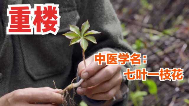 雪山上挖到一株“重楼”,中医学名“七叶一枝花”,价值非常珍贵