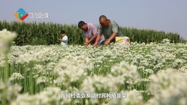 饶阳县刘苑村——韭菜成产业 致富有门路