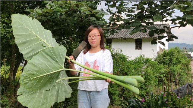 农村随处可见的芋荷梗,城里有钱也吃不到,姑娘炒了一盘拿肉都不换