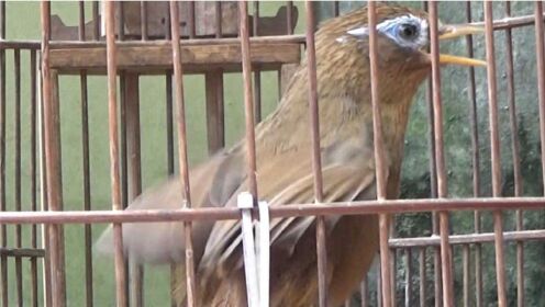 母画眉鸟鸣叫，公画眉鸟听了，看会有回应吗