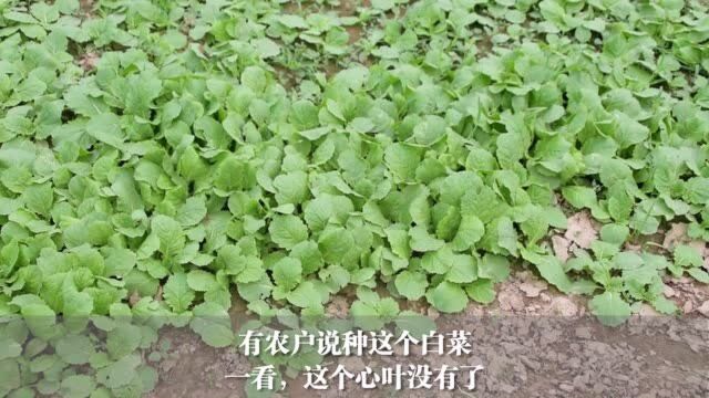 秋季种白菜,蜗牛青虫危害大,这2种农药效果好