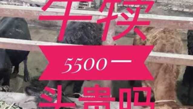 四川农村乡下养牛,西门塔尔牛犊子牛苗平均价格5500一头,看一下