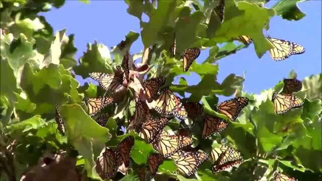 男子发现枝叶茂密大树突现干枯树叶 镜头拉近一看直呼被迷住了