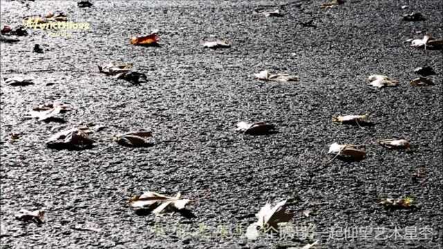 雨露《飘零的秋叶》,配图音乐欣赏