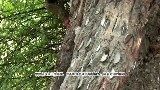 全球最特别的“钱树”,全身长满硬币,为何大家都不会带走它们