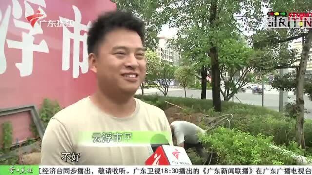 云浮:想走斑马线?请先跨过花基!