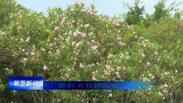 龙岩中心城区:粉红夹竹桃绽放