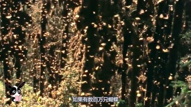 你知道蝴蝶效应吗?看看科学家怎么解释的