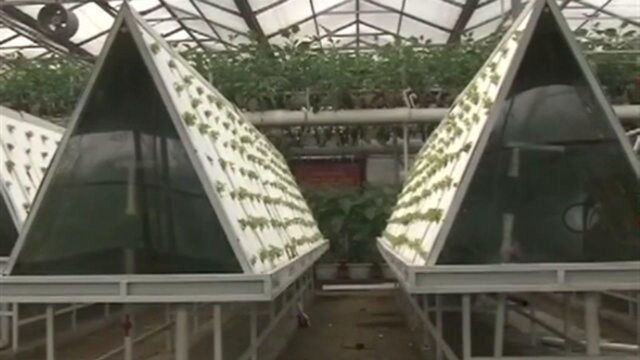 气雾栽培利用喷雾装置 通过对营养液雾化 直接喷到植物根系