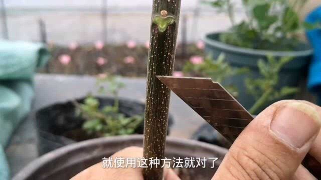 嫁接果树花卉常用的芽接方法,新手朋友可以学习一下,非常简单