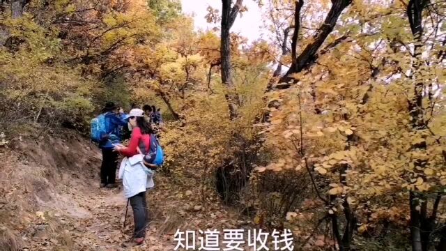 黄草梁是最早的驴友经典登山路线之一,现在成为了市民户外步道,不过没有进行大的建设和改造,保留原生态!