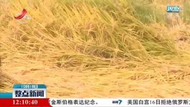 新余市渝水区:抓紧水稻抢收抢烘 确保颗粒归仓