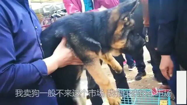 农村狗市:竟然有这么贵的德牧犬,要价30000块钱,会有人买吗!