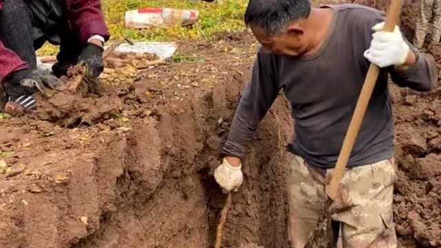 怪不得市面上的山药这么贵,看到农民们挖山药的样子,我终于明白了!