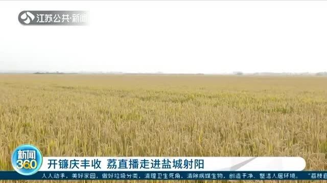 开镰庆丰收 荔直播走进盐城射阳 放眼望去遍地金黄