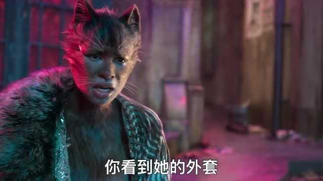 落魄的魅力猫站在街角遭其他猫嫌弃