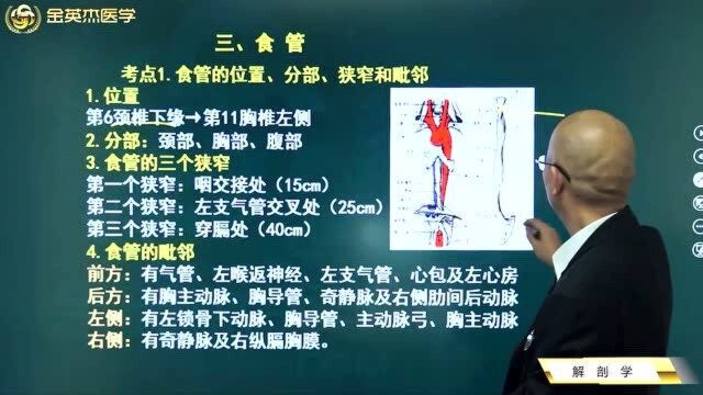 临床解剖学:如何准确找到食管的位置呢?食管有三个狭窄都在这里了.