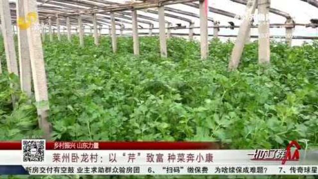 莱州卧龙村:以“芹”致富 种菜奔小康