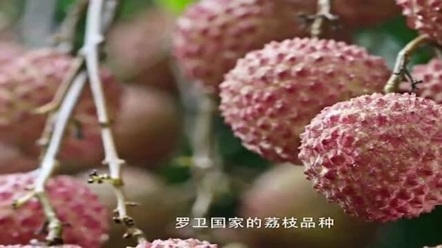 寻味东莞:荔枝也能做菜,东莞大厨耗费心思,做出一道道荔枝菜肴