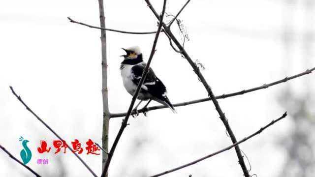 原生态黑领椋鸟花八哥,花八哥叫声