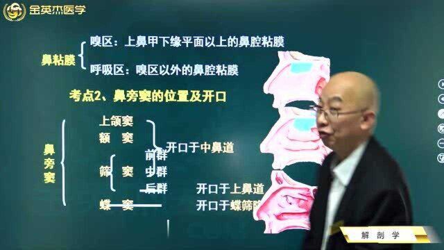 临床呼吸系统:鼻腔的外侧壁、易出血区和嗅区,鼻旁窦的位置和开口.