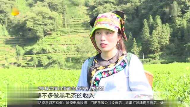 [片花]湖南高质量打赢脱贫攻坚战 保靖县:发展“两茶一果”特色产业 助农稳定增收脱贫