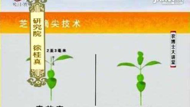 幼苗摘尖 这环节是芝麻一株双茎栽培的核心 专家现场示范