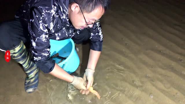 二哥赶海发现冒绿光生物,本地人叫海老鼠,全身触手有很多