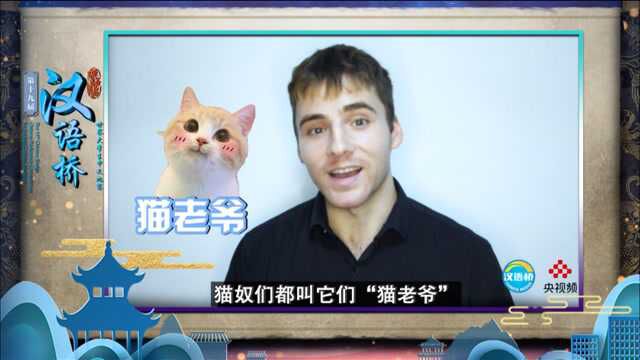 【汉语桥】一日课代表|古代“铲屎官”是怎么宠爱“猫老爷”的?