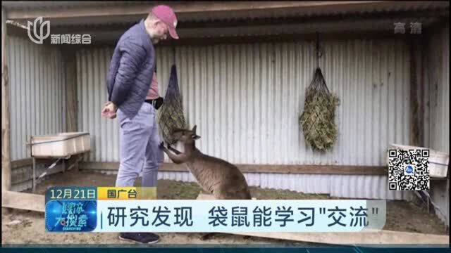 研究发现 袋鼠能学习“交流”