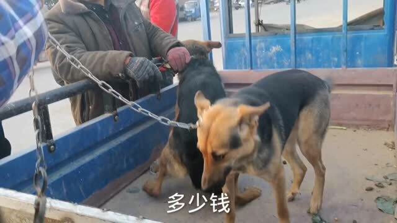 铁夹子对付恶犬,必须稳准狠,且看专业狗贩如何制服恶犬,值得一看!