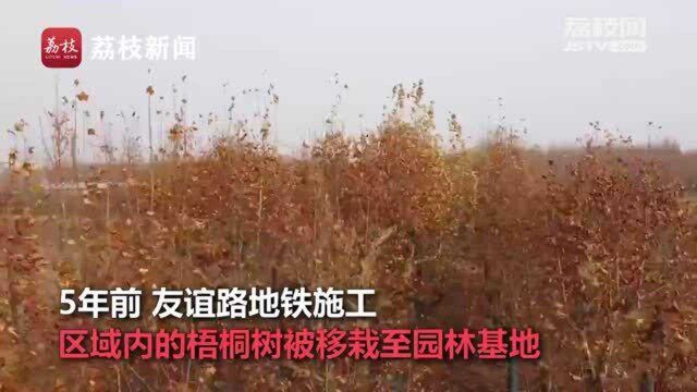 西安千棵梧桐修地铁移栽5年后移植回家 市民:陪伴我们一起长大的树