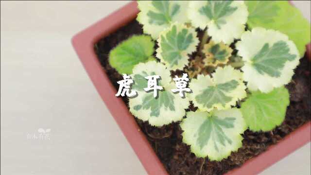 虎耳草大家族