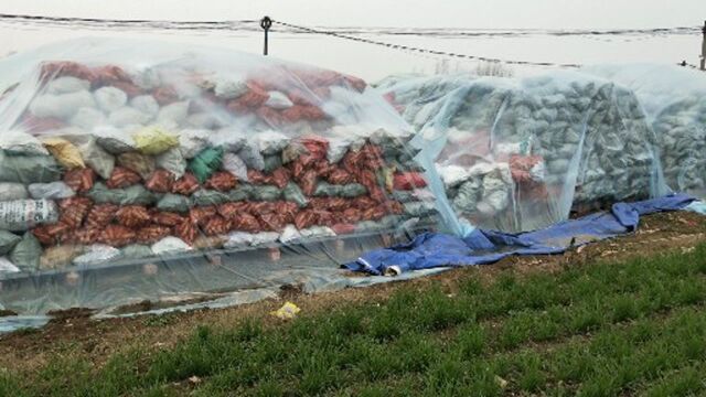 河南玉米价格疯涨,种粮大户的玉米都堆成山,看着真壮观!