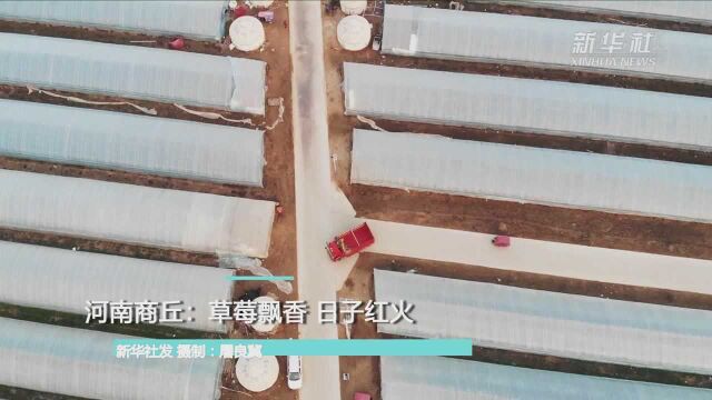 河南商丘:草莓飘香 日子红火