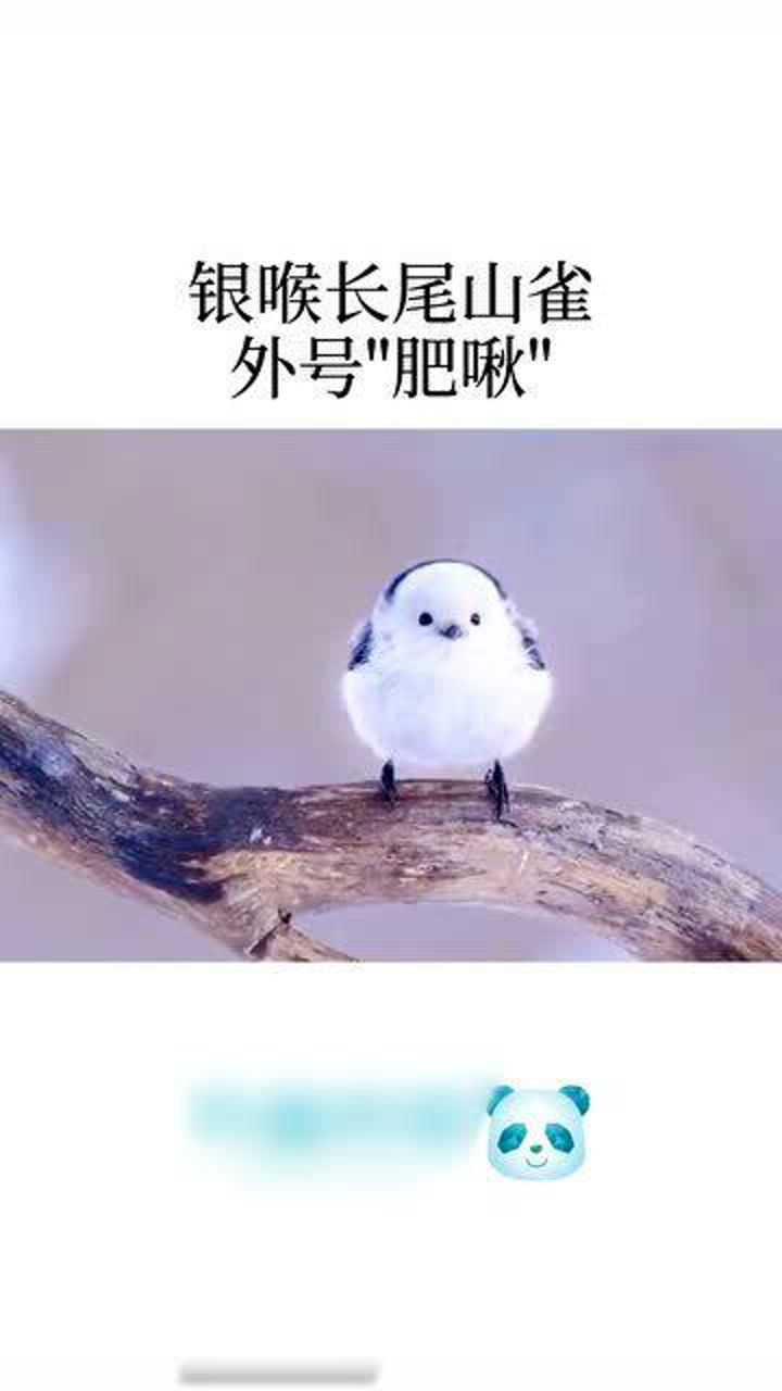 鸟可以有多萌看名字就知道啦罗马尼亚国鸟银喉长尾山雀外号肥啾