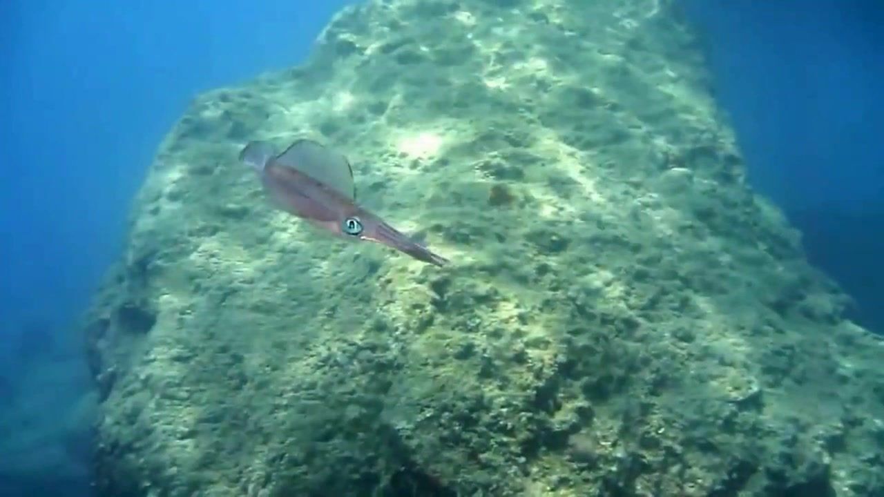 实拍海底墨鱼游泳